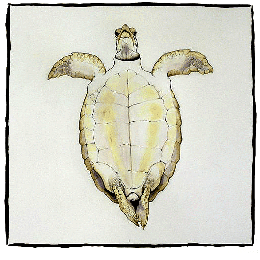 turtle stomach