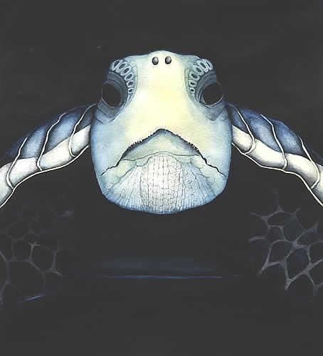 turtle head